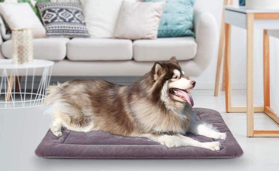 Top10 Best Cheap Dog Beds For Large Dogs Reviews