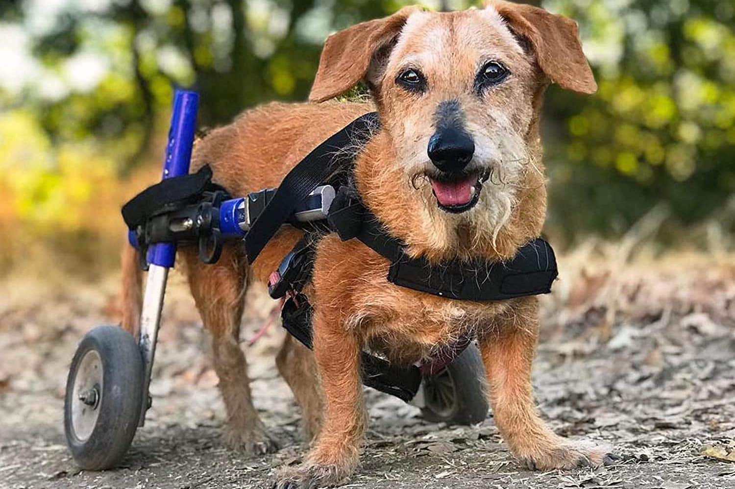 Top 10 Best Dog Wheelchairs in 2021 Reviews Buying Guide