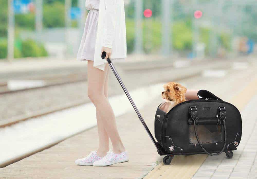Pet Carriers with Wheels